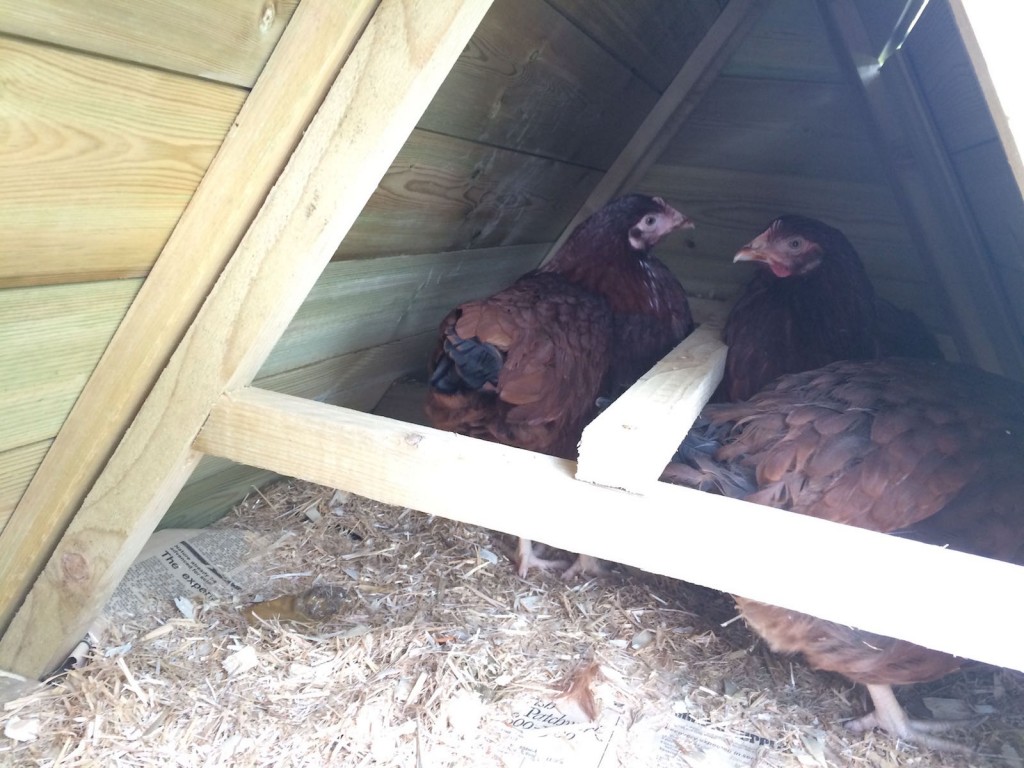 3 chickens huddling in their coop