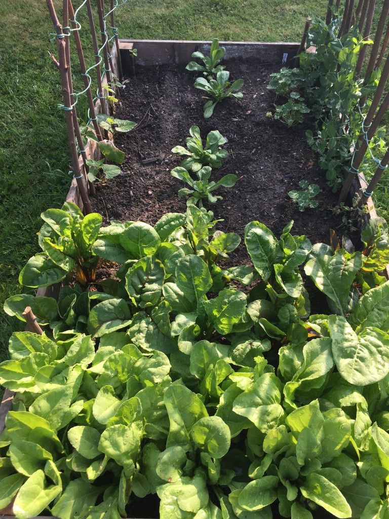 Spinach & rainbow chard